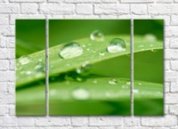 Pictură Rainbow Plant leaves with dew drops on a green background (500433)