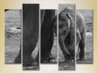 Картина Rainbow Polyptych Baby Elephant (2224625)