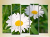 Pictură Rainbow Polyptych Chamomile 02 (2932879)