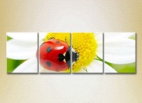 Картина Rainbow Polyptych Ladybug on a camomile 01 (2222216)