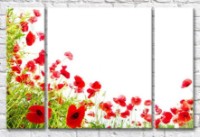 Картина Gallerix A scattering of red poppies on a white background (500638)
