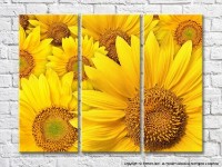 Pictură Gallerix Background of bright yellow sunflowers (3448923)