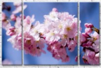 Картина Gallerix Blooming sakura branch on a blue sky background (500814)