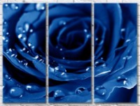 Картина Gallerix Blue rose with dew drops (500656)