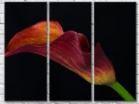 Картина Gallerix Burgundy calla flower on black background (500781)