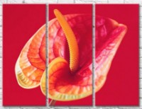 Картина Gallerix Calla flower and orange stamen on a scarlet background (500783)