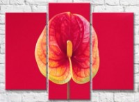 Картина Gallerix Calla flower on a scarlet background (500784)