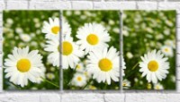 Картина Gallerix Camomiles on a variegated background of a flower field (500623)