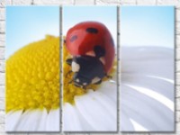 Pictură Gallerix Chamomile and ladybug on a flower (500611)