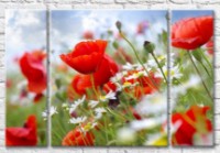 Pictură Gallerix Chamomile and red poppies (500619)