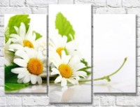 Картина Gallerix Chamomile bouquet on a white background (500637)