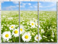 Картина Gallerix Chamomile field against the blue sky (500632)