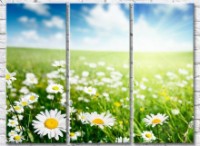 Картина Gallerix Chamomile field and sun rays (500631)