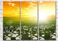 Картина Gallerix Chamomile field at dawn (500634)