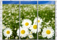 Картина Gallerix Chamomile field with large flowers in the foreground (500635)