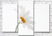 Pictură Gallerix Chamomile flower on white background (500798)