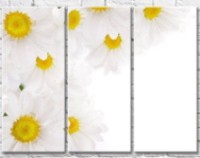 Картина Gallerix Chamomile flowers and dew drops on petals (500775)