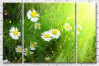 Pictură Gallerix Chamomile in the rays of the breaking sun (500616)