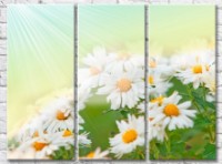 Pictură Gallerix Chamomile in the sun (500617)