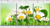 Pictură Gallerix Chamomile lotus (500615)