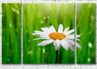 Pictură Gallerix Chamomile on a background of blades of grass with dew (500613)