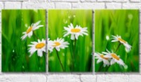 Картина Gallerix Chamomile on a background of blades of grass with dew (500628)