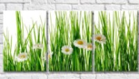 Картина Gallerix Chamomile on a background of green blades of grass (500626)