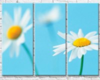 Pictură Gallerix Chamomile on a blue background (500620)