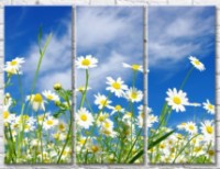 Картина Gallerix Chamomile on a sky background (500622)