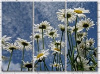 Картина Gallerix Chamomiles against the azure sky (500627)