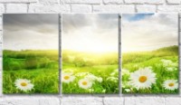 Картина Gallerix Chamomiles on a sunny background with hills (500624)