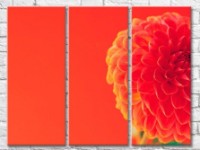 Картина Gallerix Dahlia flower on an orange background (500782)
