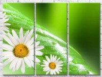Pictură Gallerix Daisies on a green leaf background with dew drops (500621)