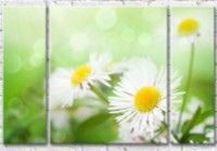 Картина Gallerix Daisies with narrow petals on a green background (500630)
