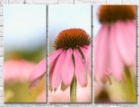 Картина Gallerix Daisies with pink petals (500629)