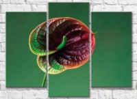 Картина Gallerix Dark calla flower on a green background (500674)