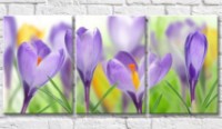 Картина Gallerix Flower bed with purple and yellow crocuses (500807)
