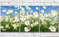 Картина Gallerix Flower field with daisies against the sky (500811)