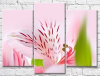 Картина Gallerix Heart of pink alstroemeria flower (500651)