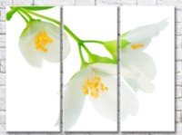 Pictură Gallerix Jasmine flowers on white background (500768)