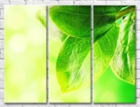 Картина Gallerix Large juicy leaves with dew drops (500670)