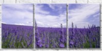 Картина Gallerix Lavender lavender field against the sky (500660)