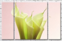 Картина Gallerix Light green calla lilies on a pink background (500646)