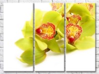Картина Gallerix Light green orchid flowers on a white background (500642)