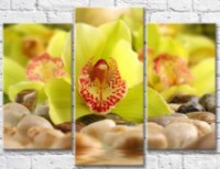 Картина Gallerix Light green orchid flowers on stones (500643)