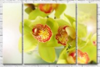 Картина Gallerix Light green orchid flowers with a variegated heart (500644)