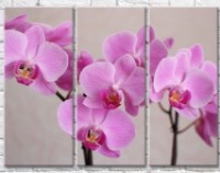Картина Gallerix Light lilac orchids on a gray background (500647)