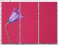 Картина Gallerix Lilac bell on a pink background (500667)