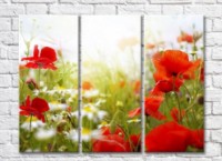 Картина Rainbow Poppies and daisies in the field (500436)