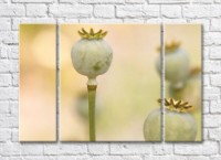 Pictură Rainbow Poppy boxes on a beige background (500441) imaginea #1 — magazin online Desire.md